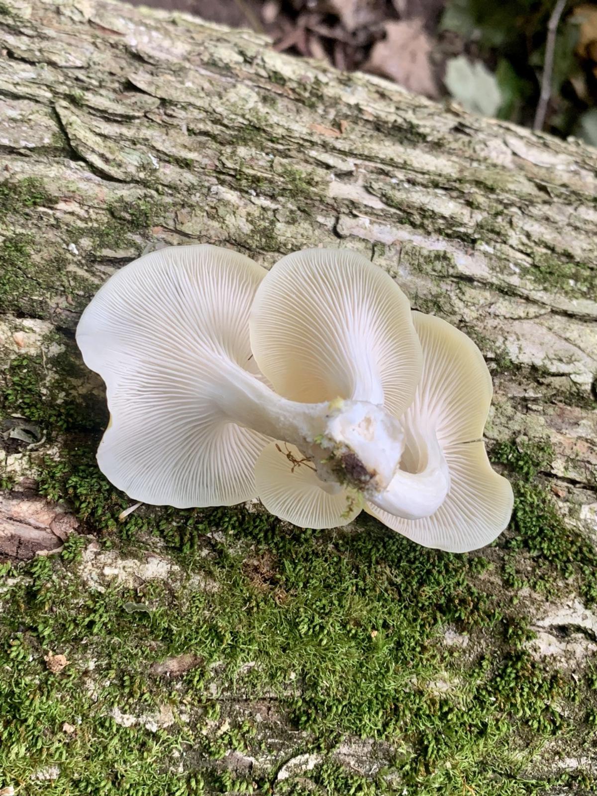 gills of golden oyster mushroom