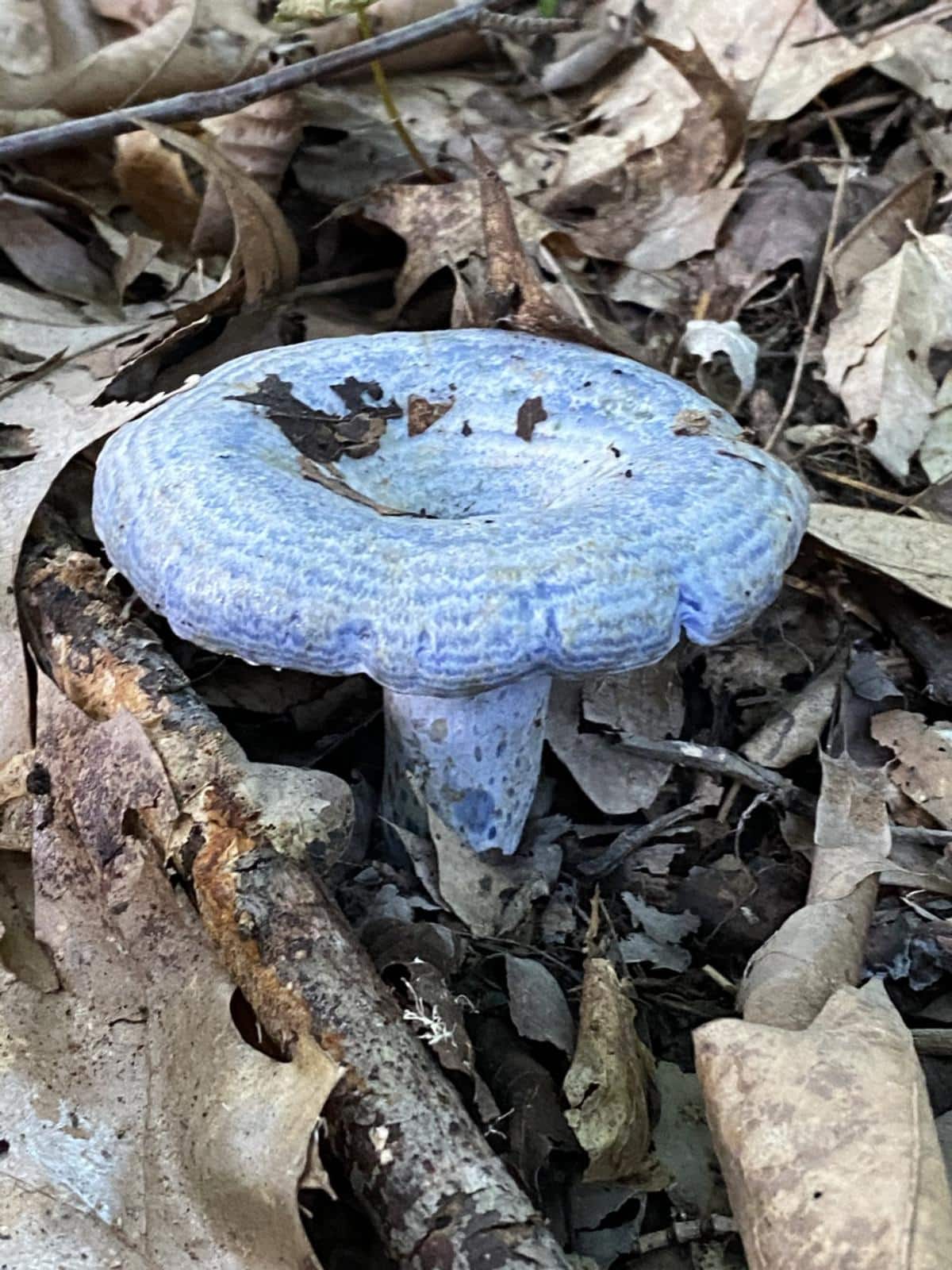 stunning blue milky cap mushroom