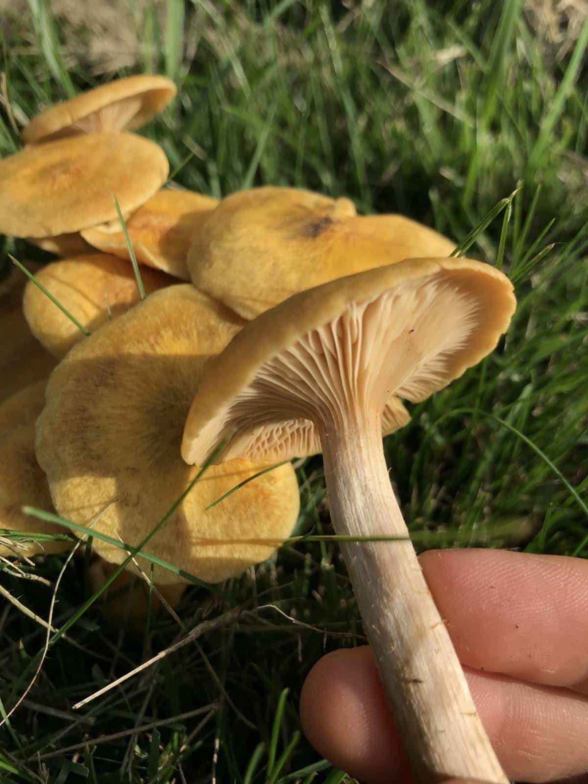 ringless honey mushroom in hand