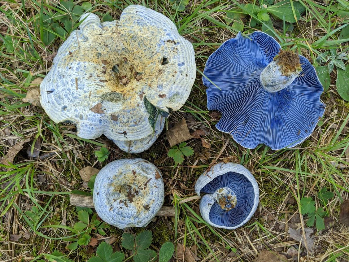 array of blue milkycap mushrooms