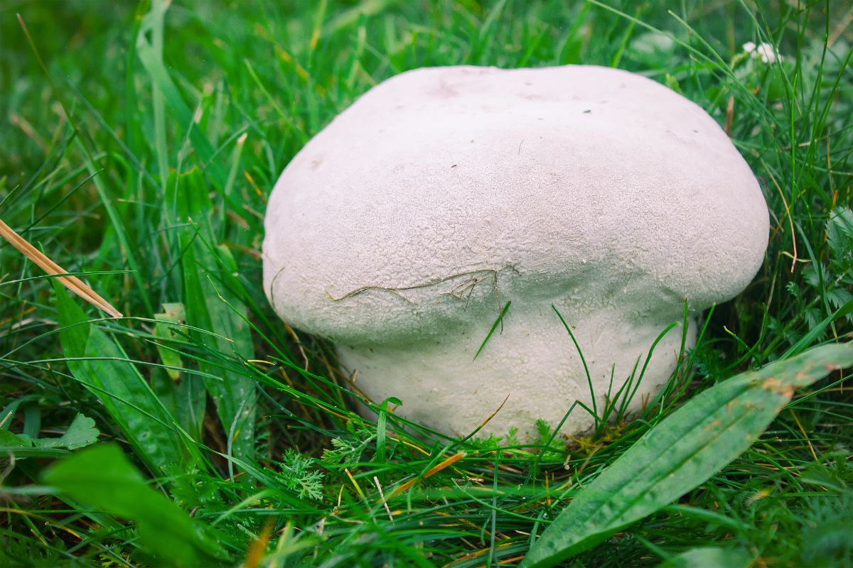 Pear shaped giant puffball in meadow