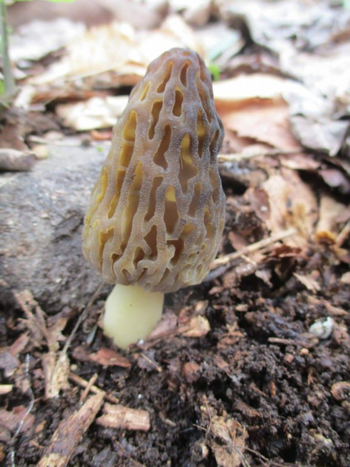 Morchella angusticeps by Dave W at Mushroom Observer 