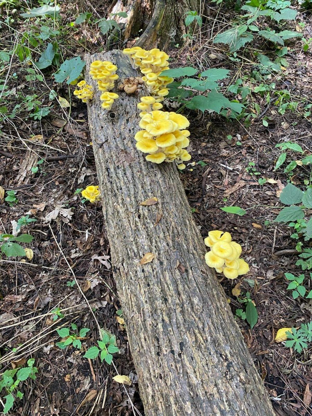 bright colored oyster mushroom