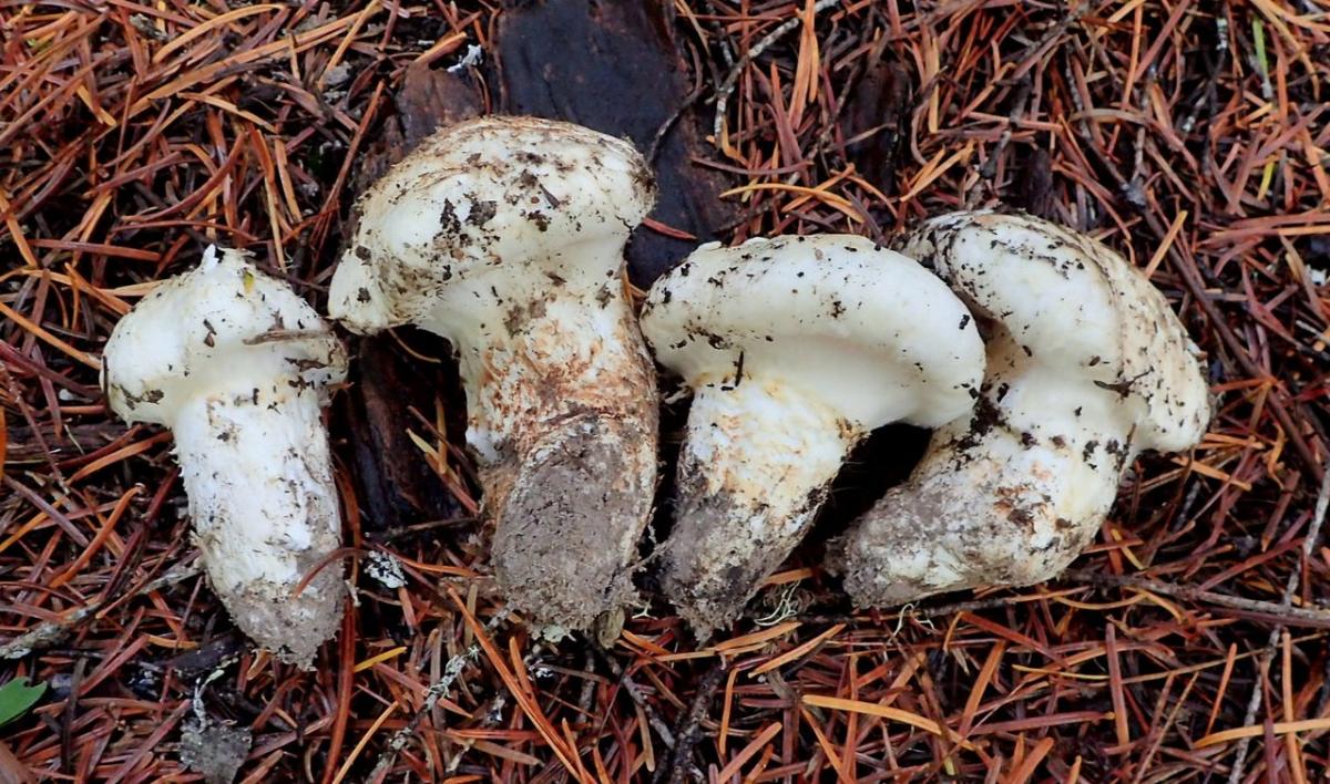 sustainable mushroom foraging starts with individuals. matsutake mushrooms