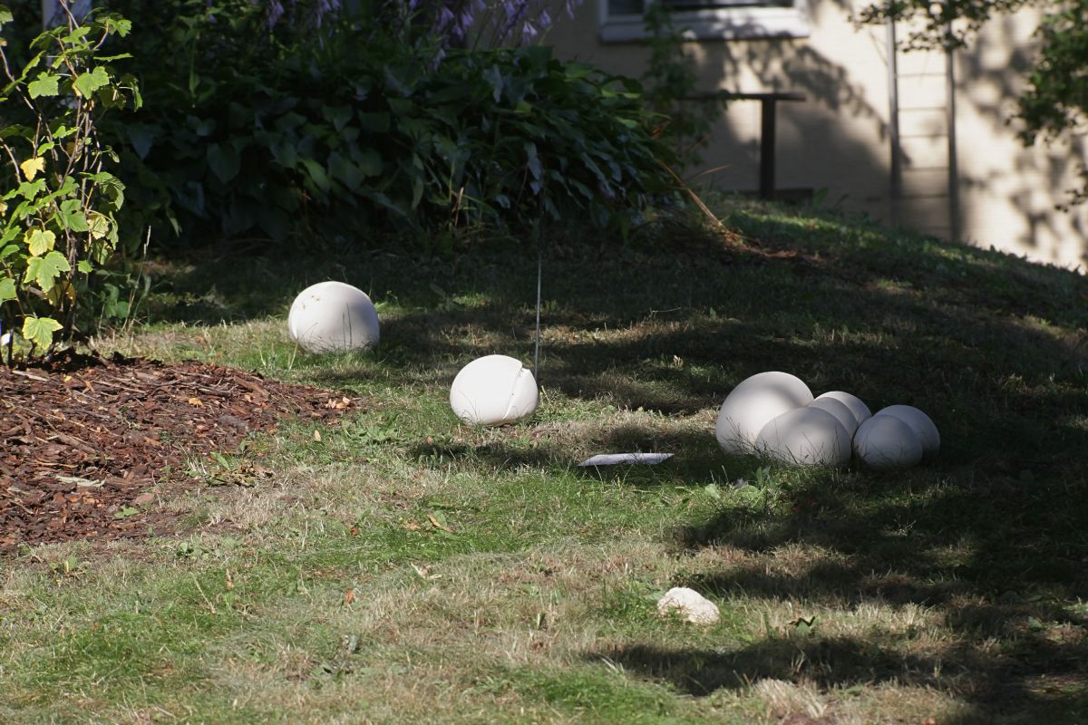 lawn with many giant white puffballs