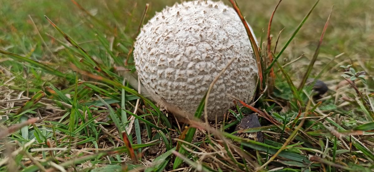 massive puffball with warts