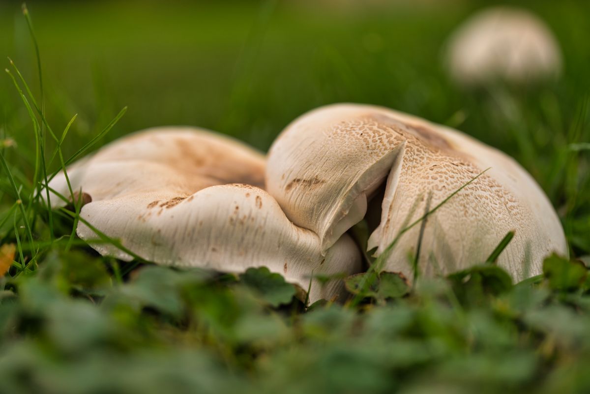 agaricus mushrooms meadow mushrooms
