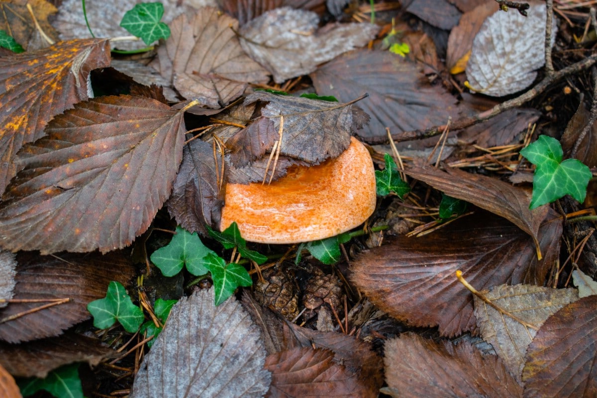 Saffron milkcap mushroom peeking out from under leaf litter.