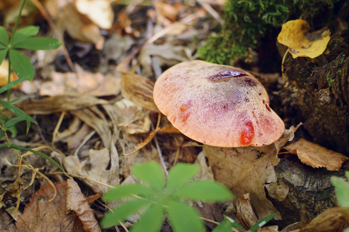 beefsteak mushroom on stump