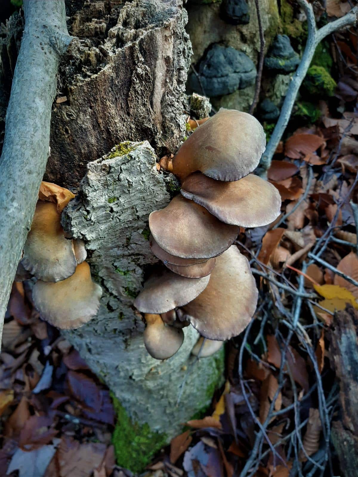 late fall oyster mushrooms