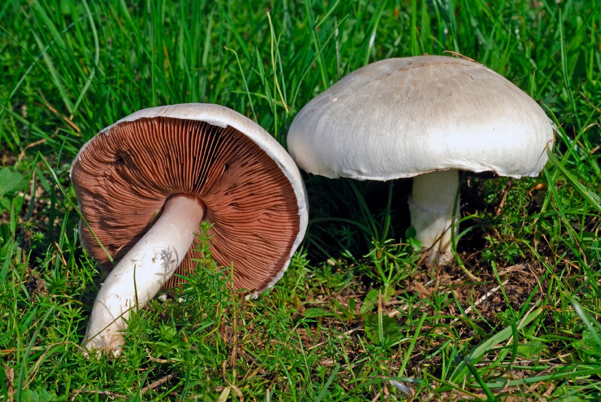 meadow mushroom with gills much darker than the cap