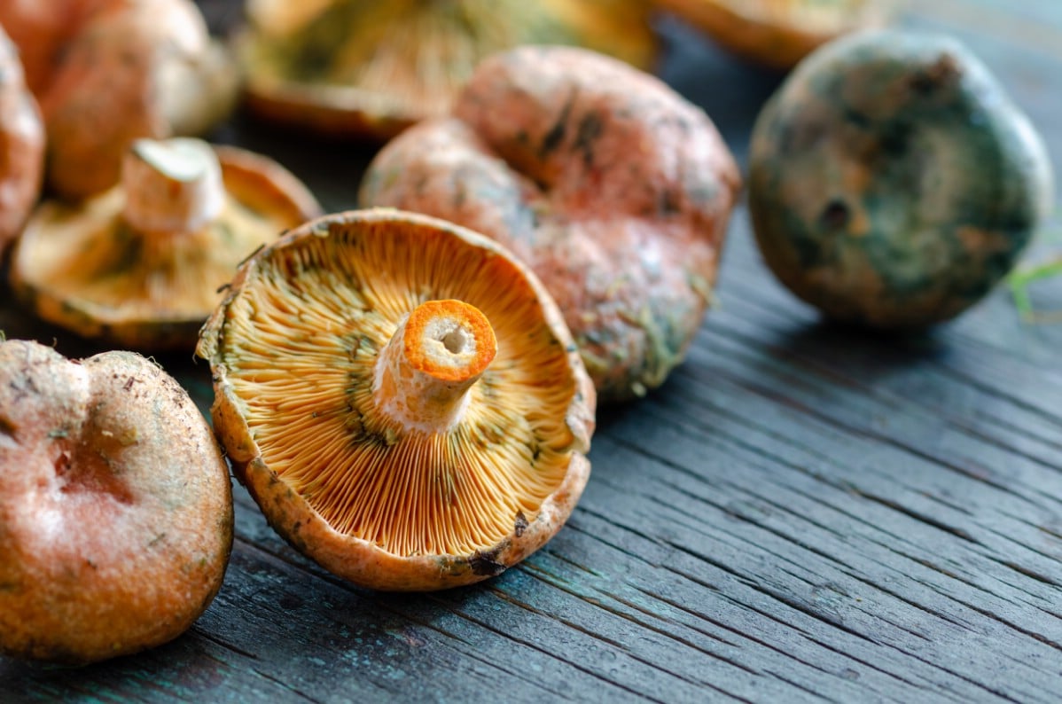 Collection of saffron milky cap mushrooms