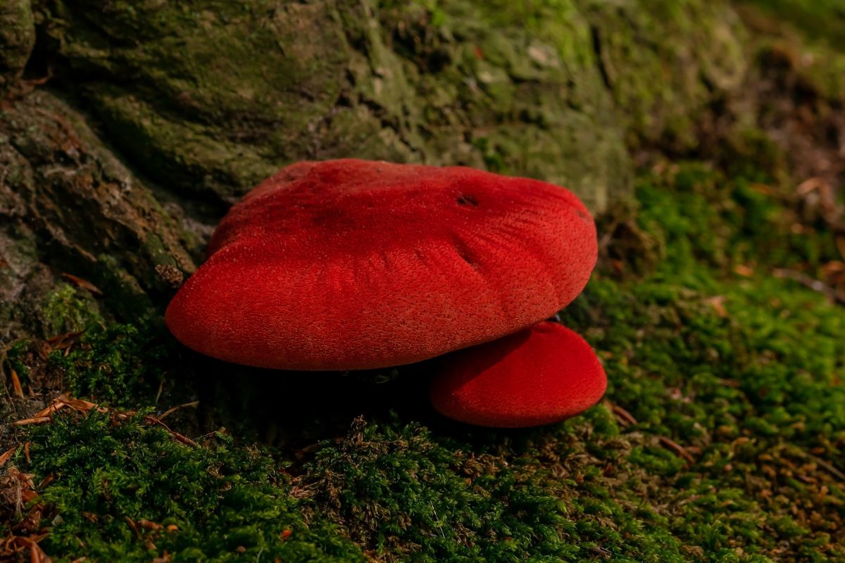 young bright beefsteak mushroom