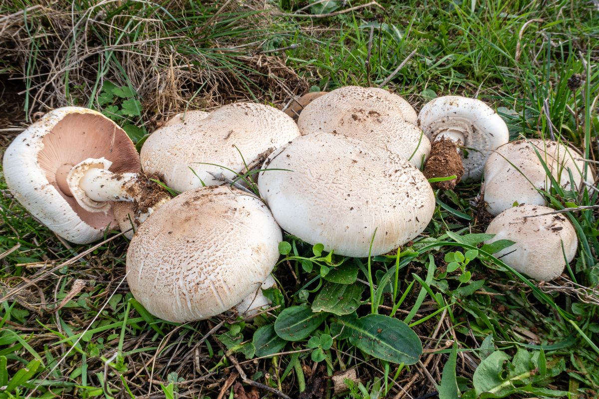 meadow mushroom
