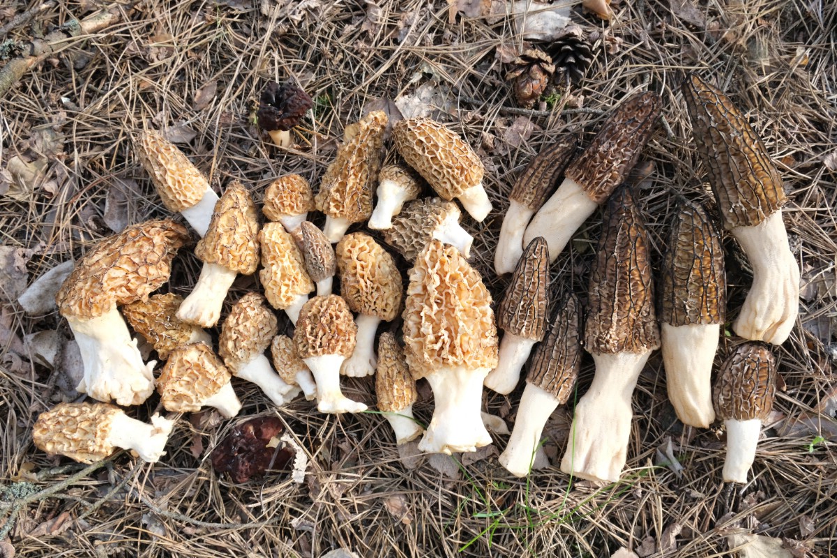 Collection of black morels on ground