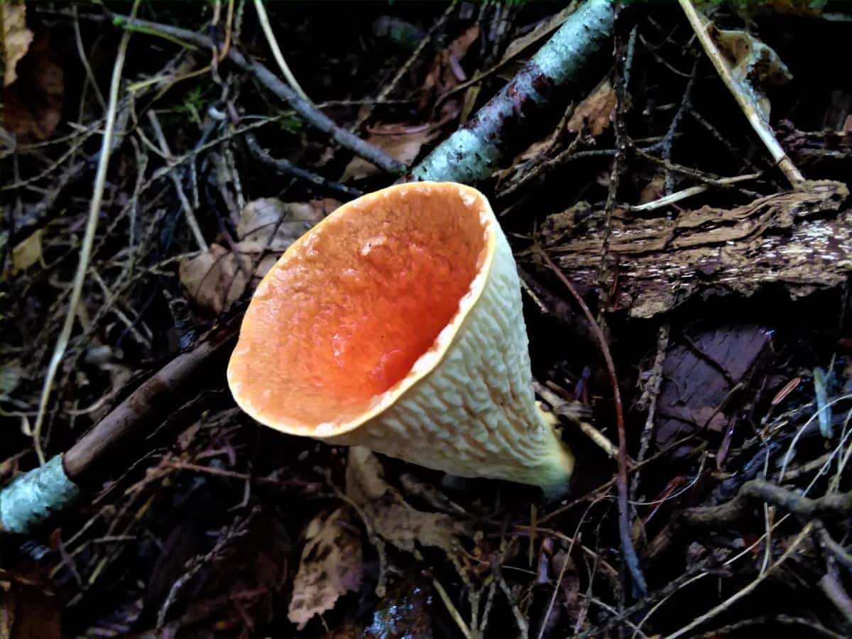 scaly vase mushroom on forest floor