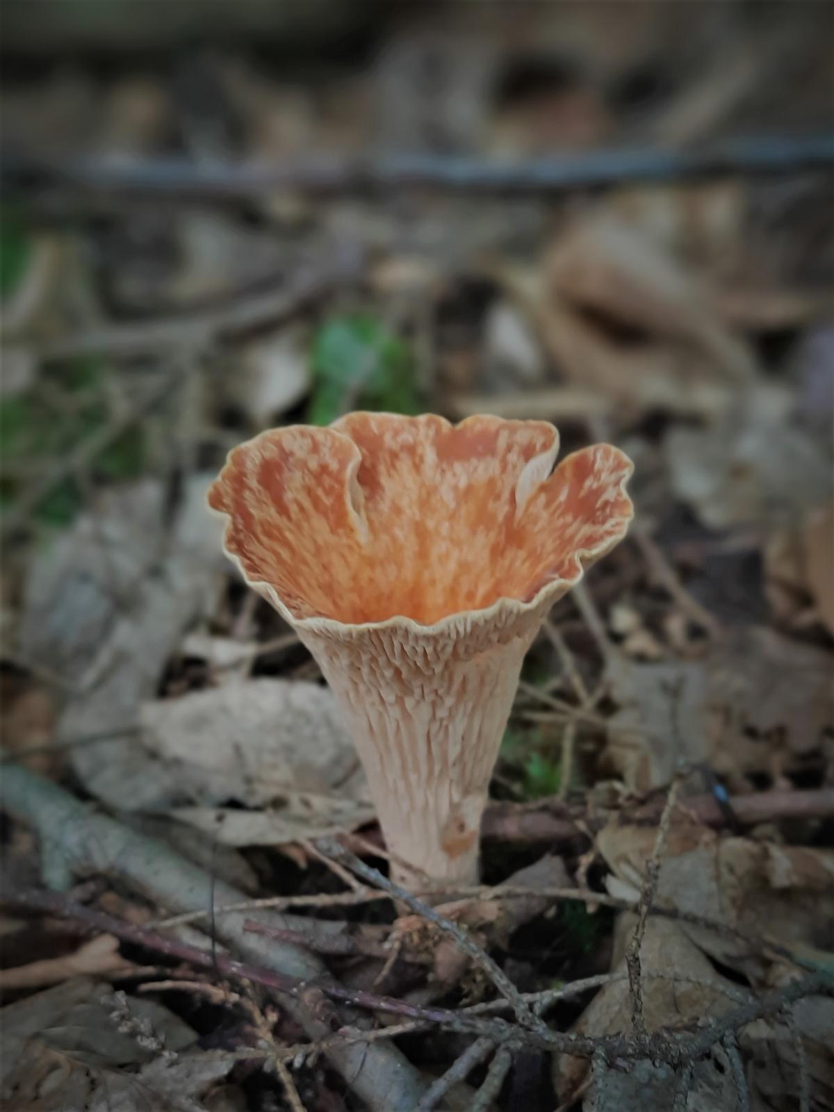 singular scaly vase mushroom