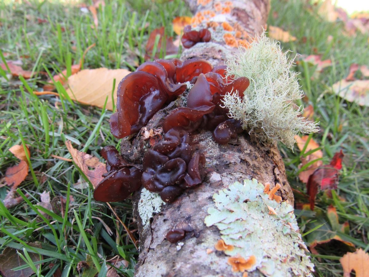 amber jelly roll fungi