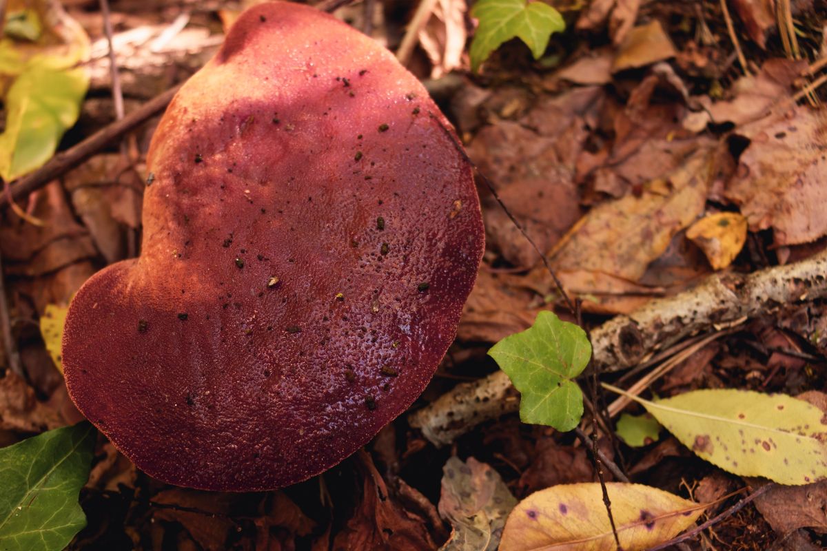 liver looking beefsteak mushroom