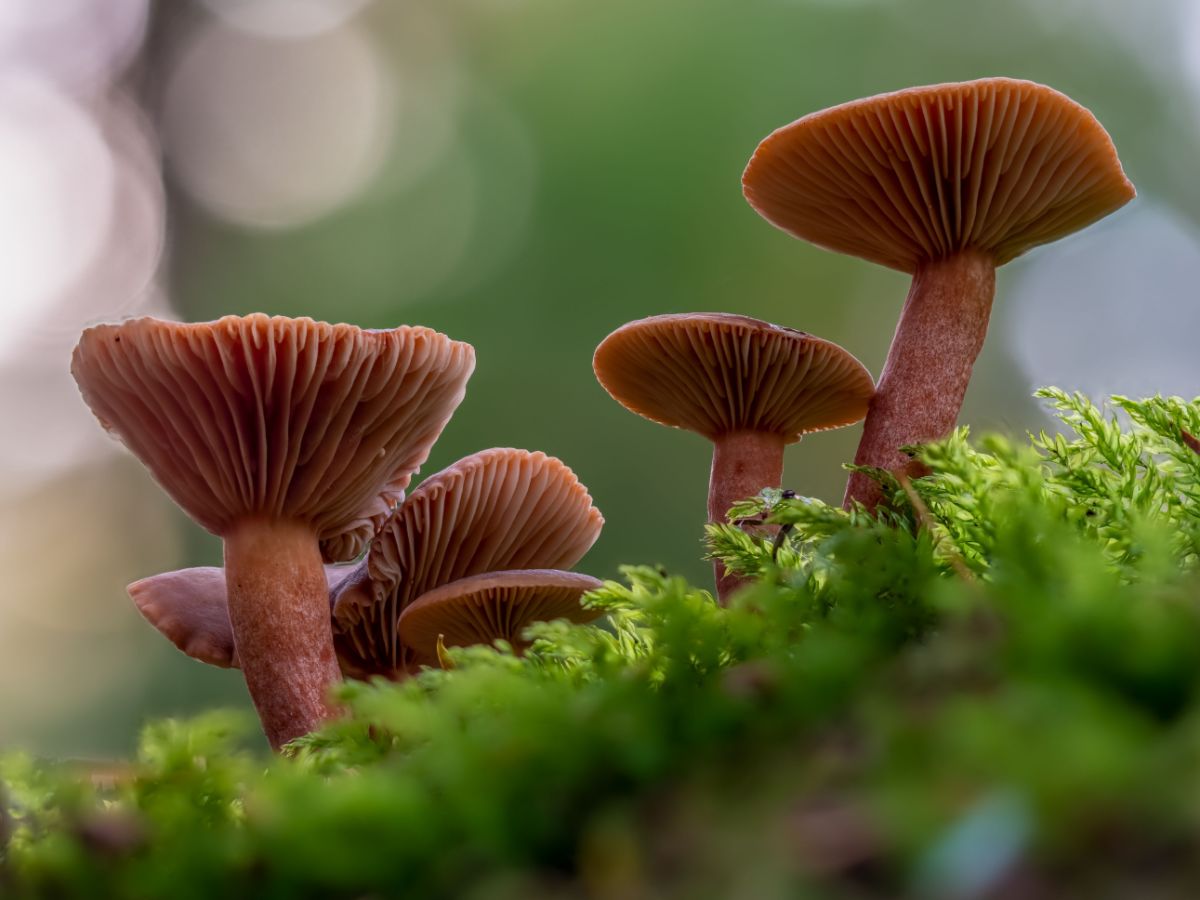 candy cap mushrooms
