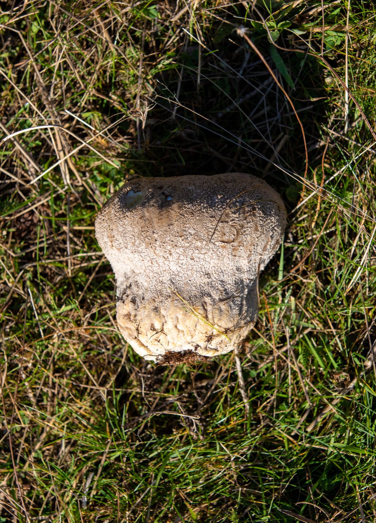 pear shaped giant puffball