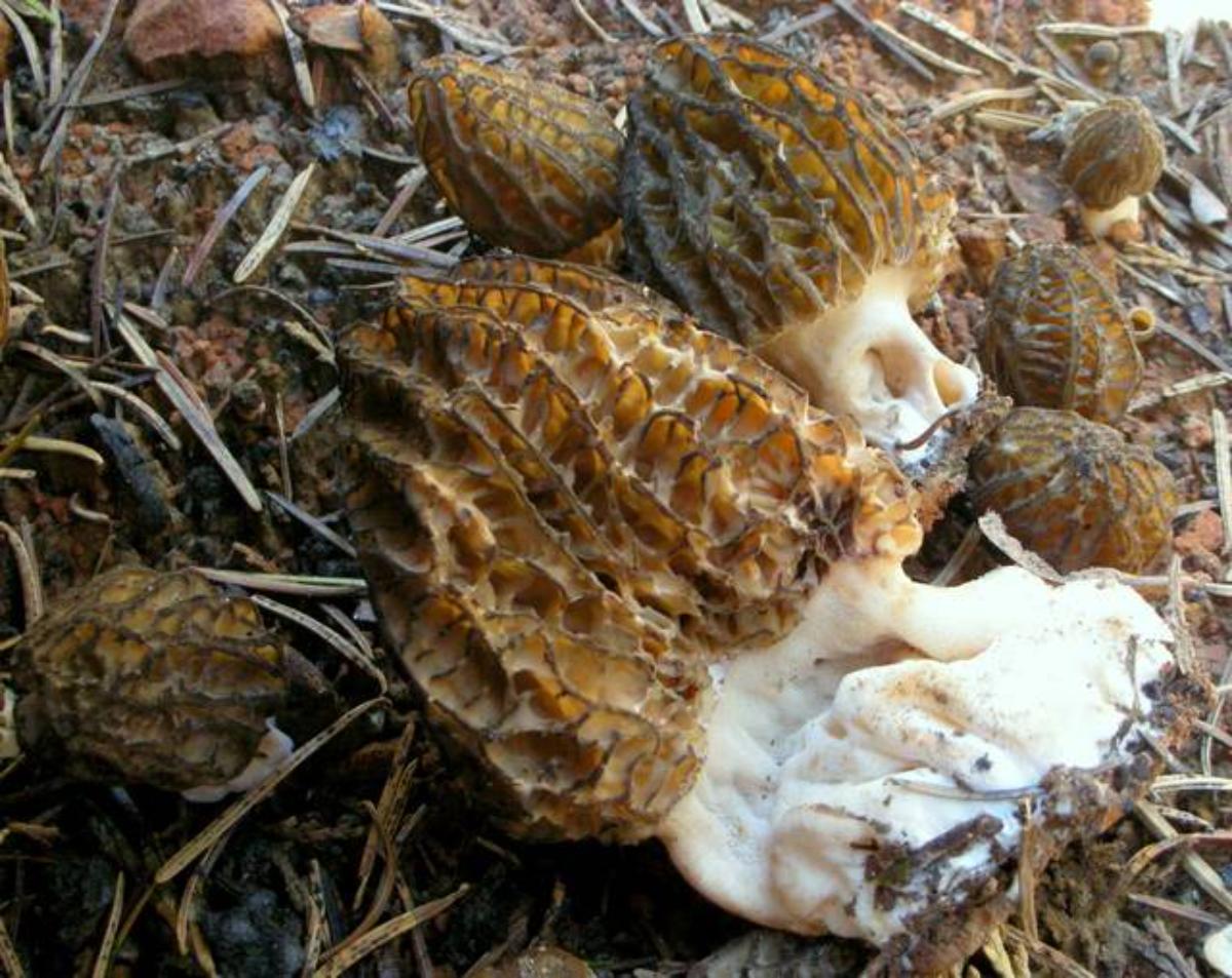 Morchella septimelata by Ron Pastorino at Mushroom Observer 