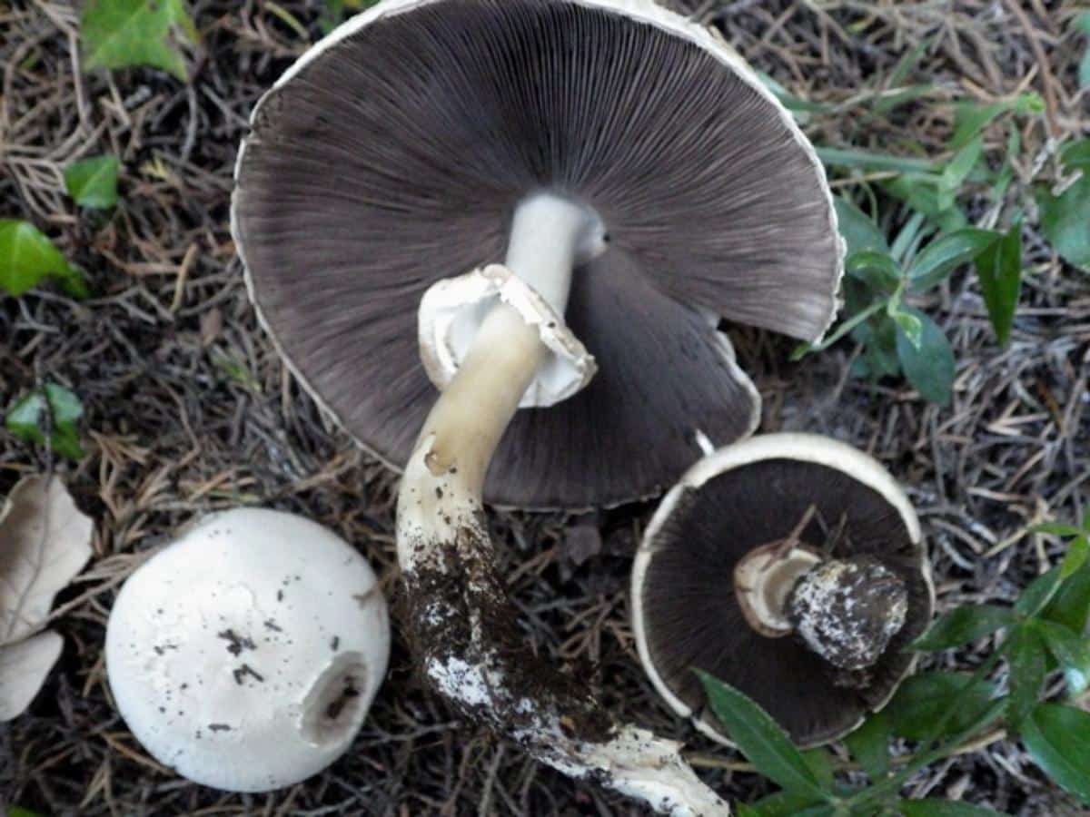 wood mushroom agaricus