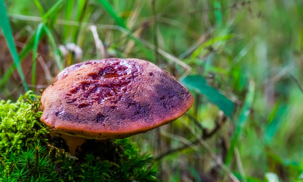 beefsteak mushroom