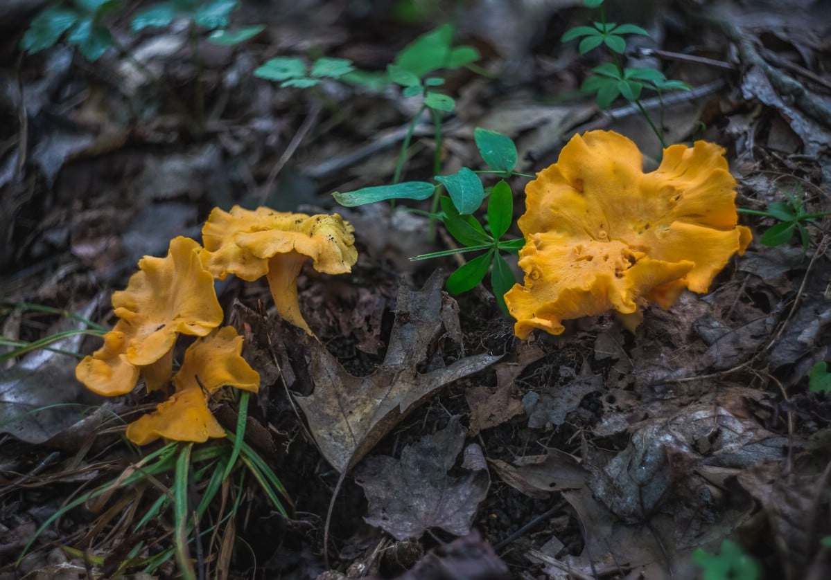 Chanterelles in forest