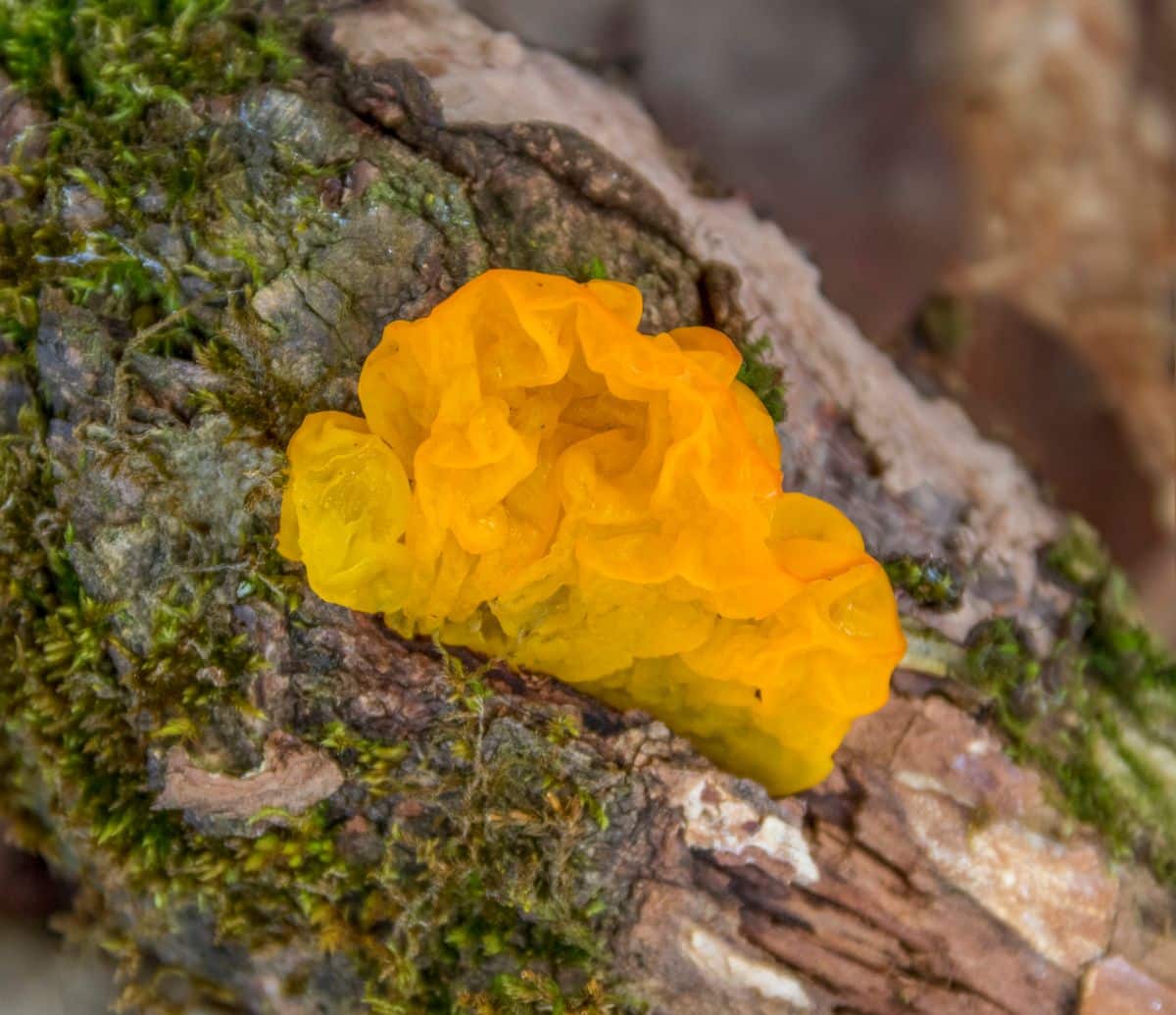 witches butter fungus
