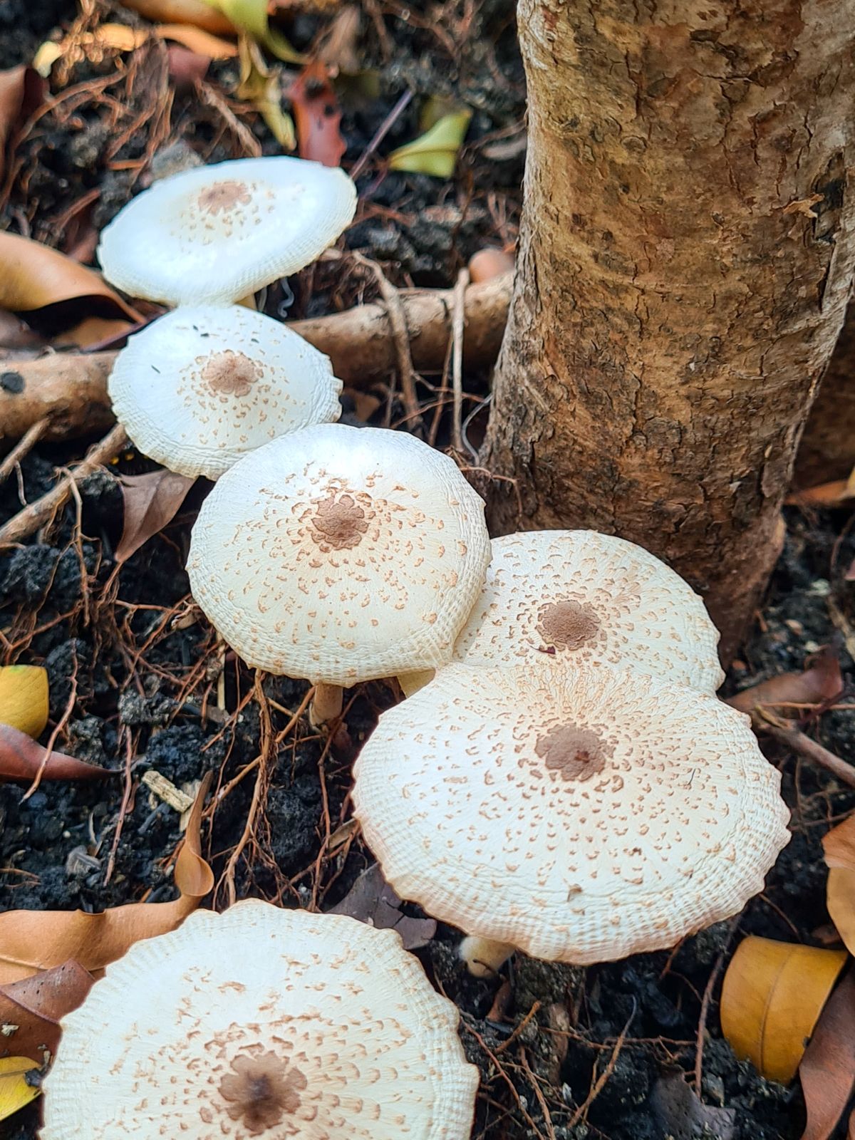 american parasol mushrooms