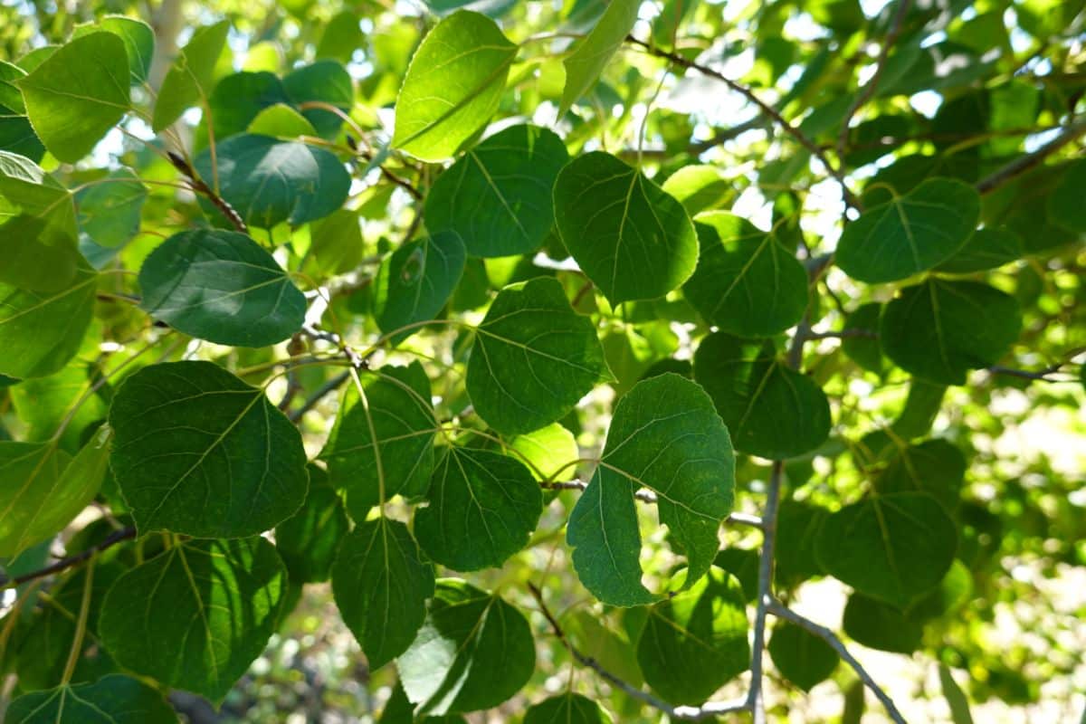 aspen tree leaves