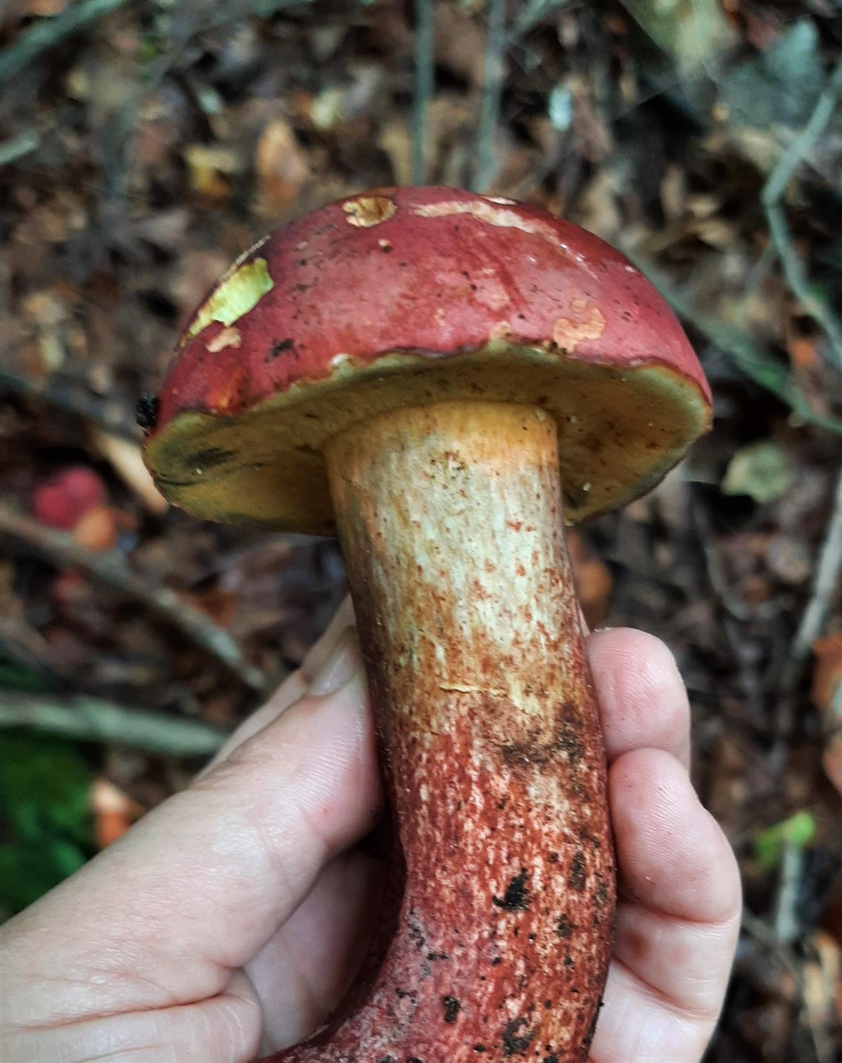 Bolete with a colorful stem