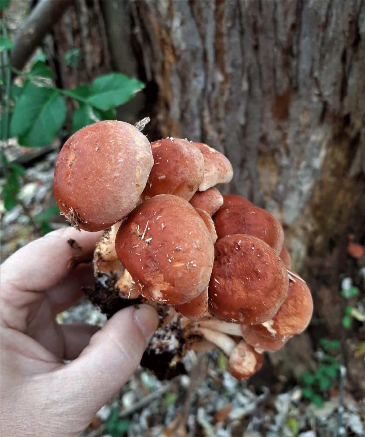 brick cap mushrooms