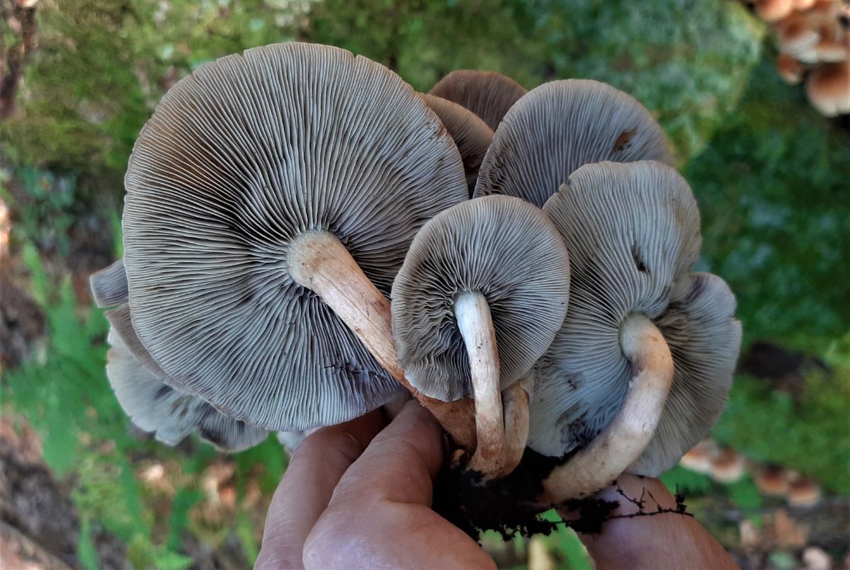 brick top mushroom with closely packed gills