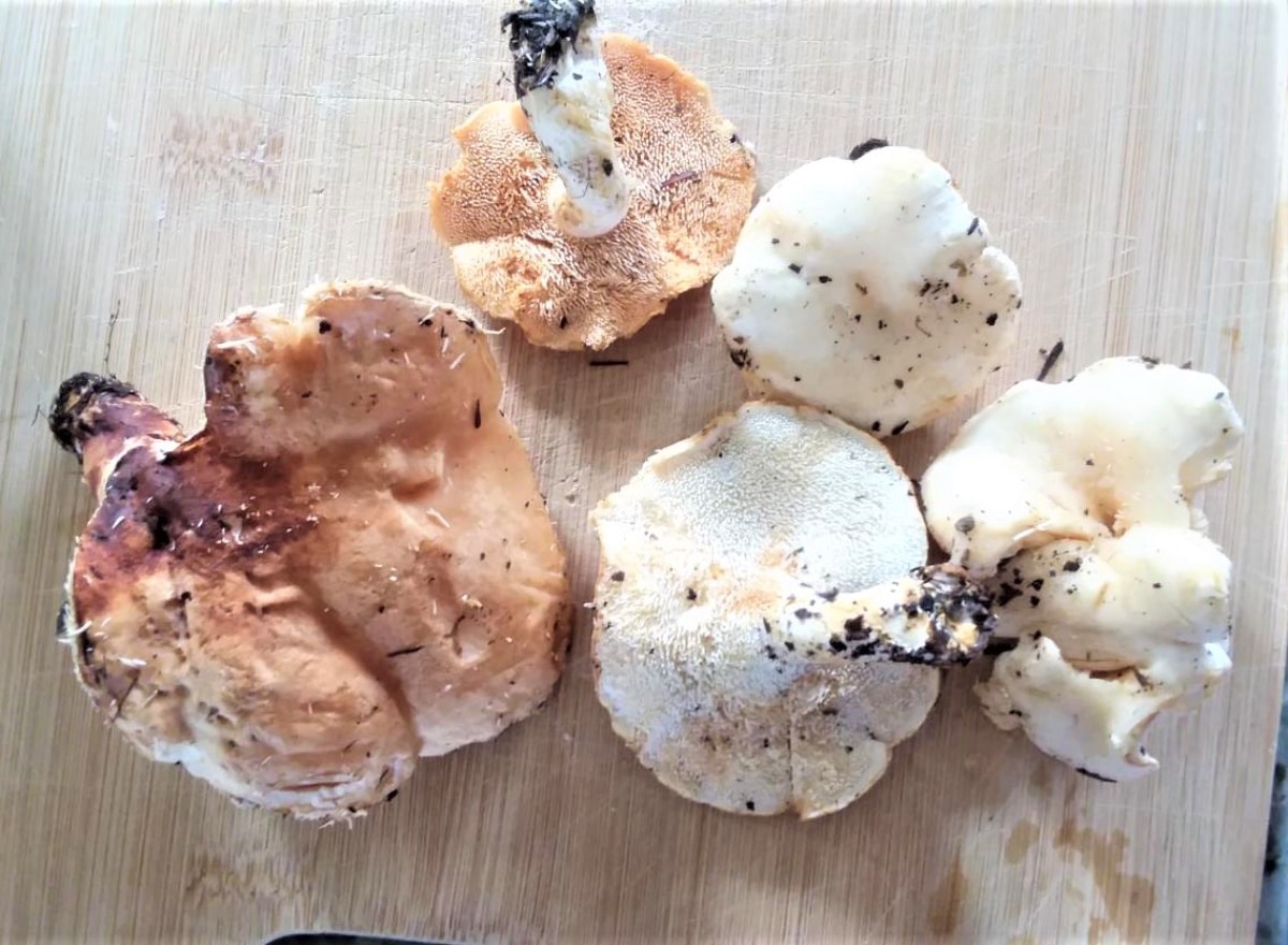 Several types of hedgehog mushrooms