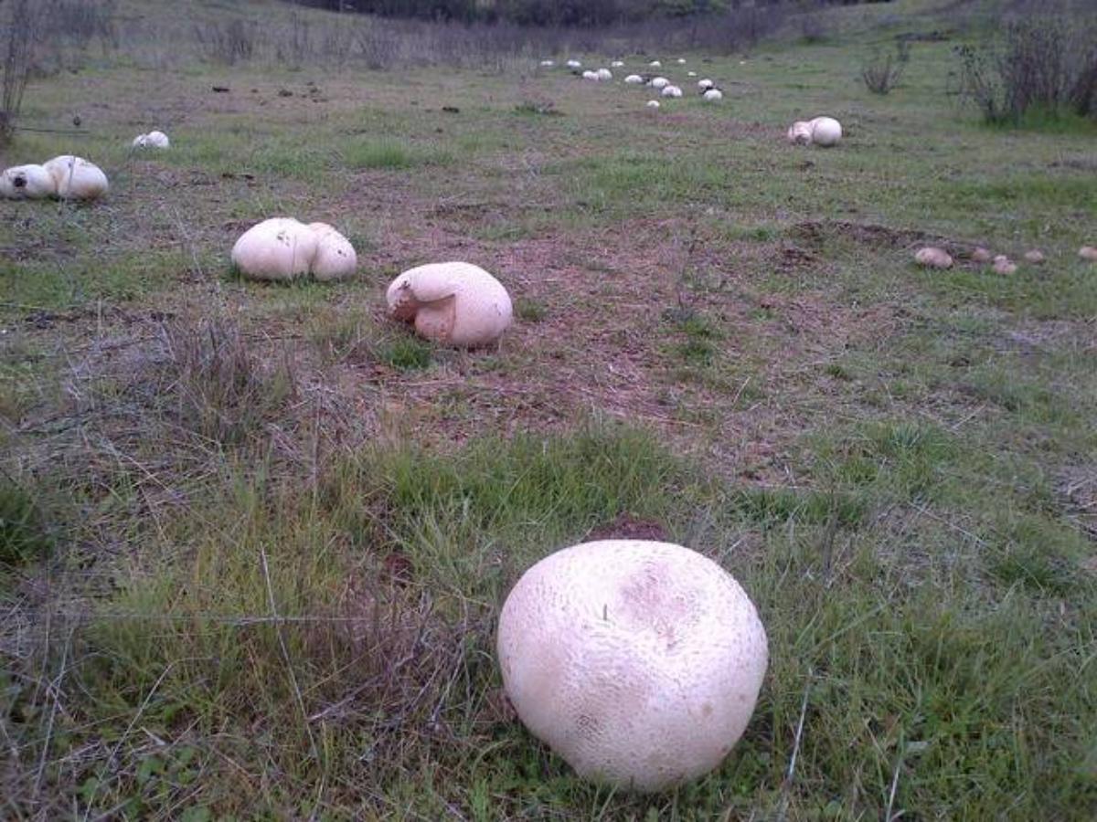 A field full of giant puffball mushrooms!