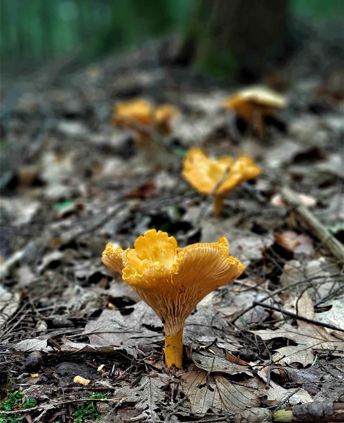 A chanterelle on the forest floor.