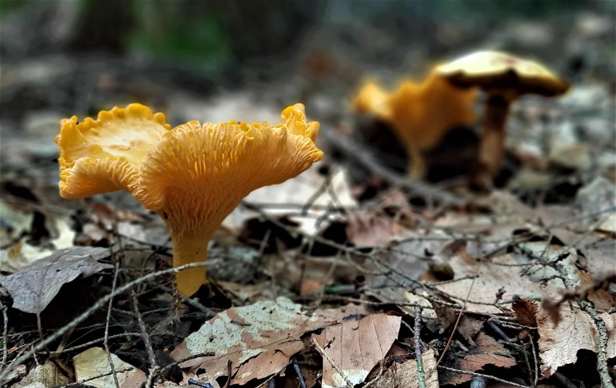 Close up of chanterelle in forest