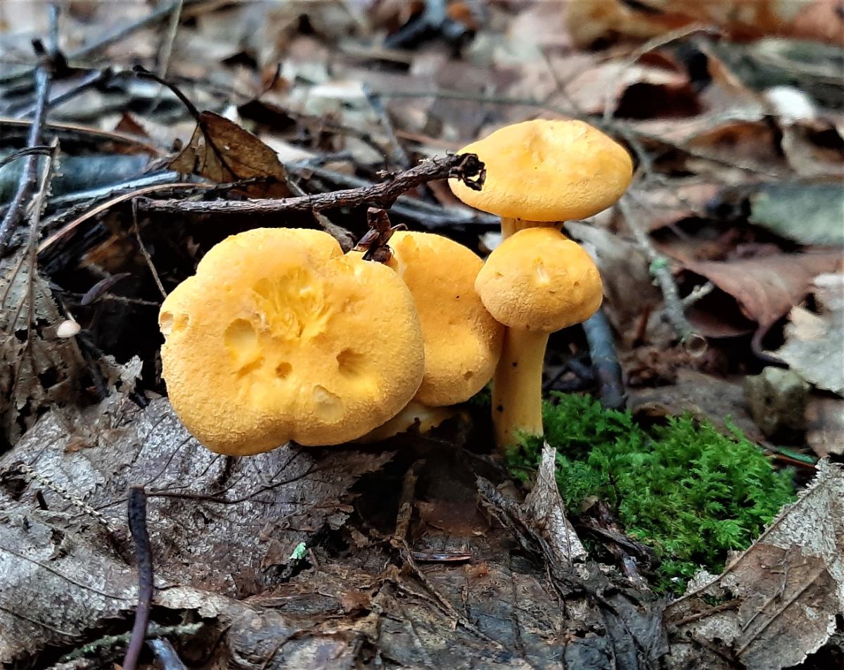 Cluster of chanterelle buttons