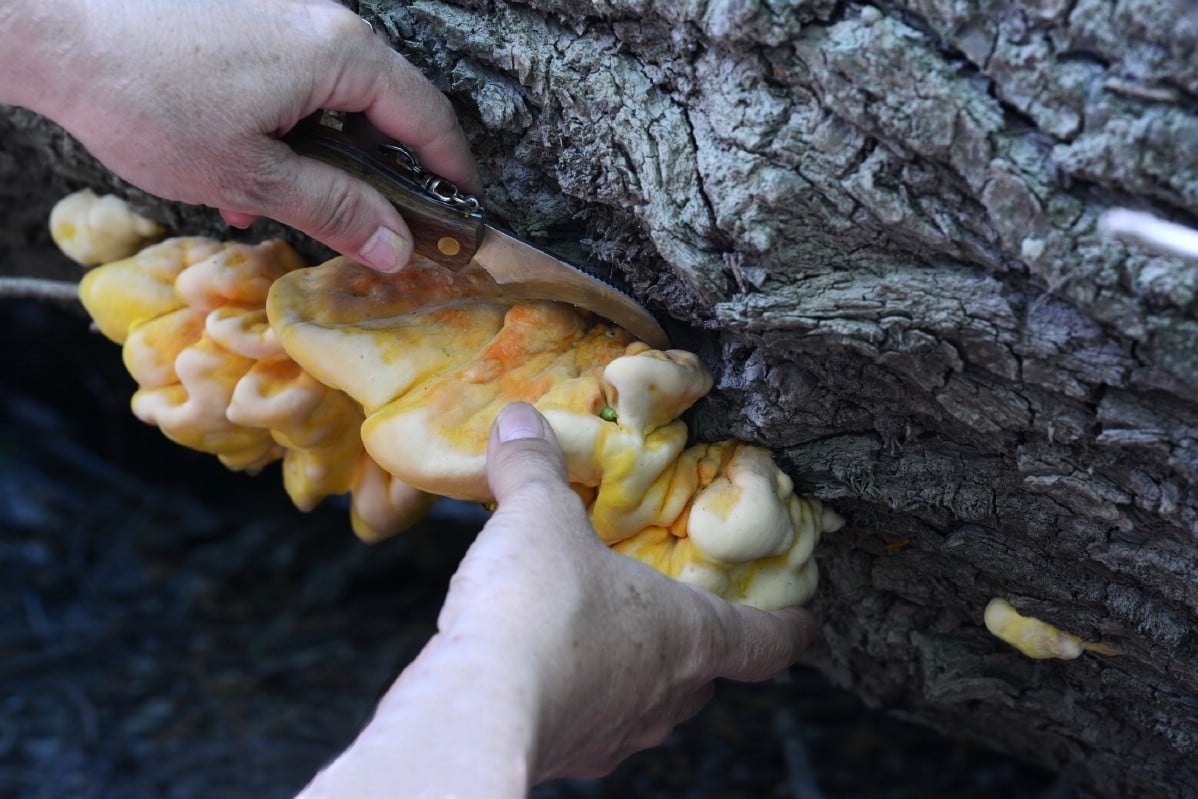 Mushroom forager harvesting chicken of the woods growing on a tree.