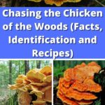 Chicken of the woods pin