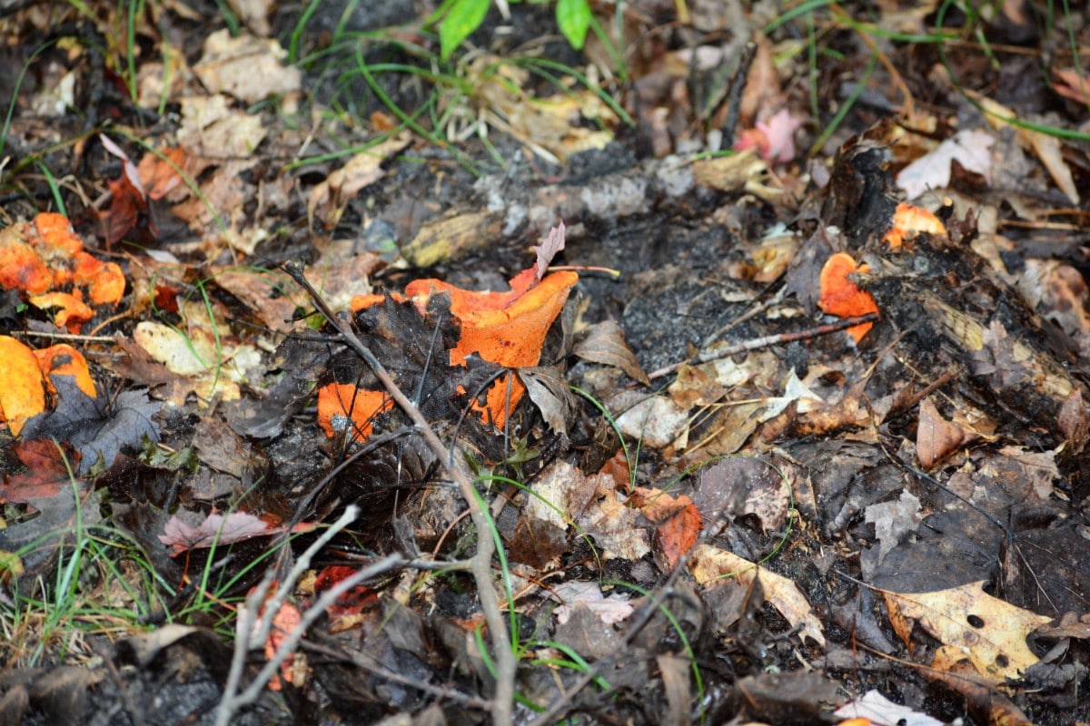 A bunch of lobster mushrooms in the woods, covered by leaf litter
