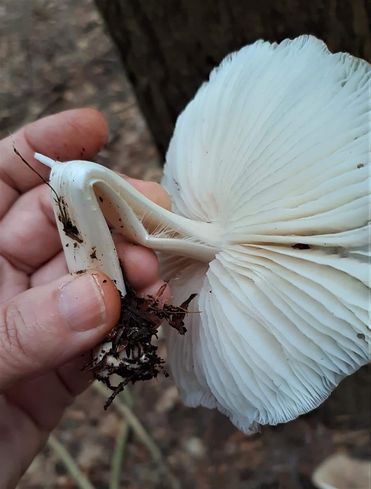Mushroom with flexible folding stem