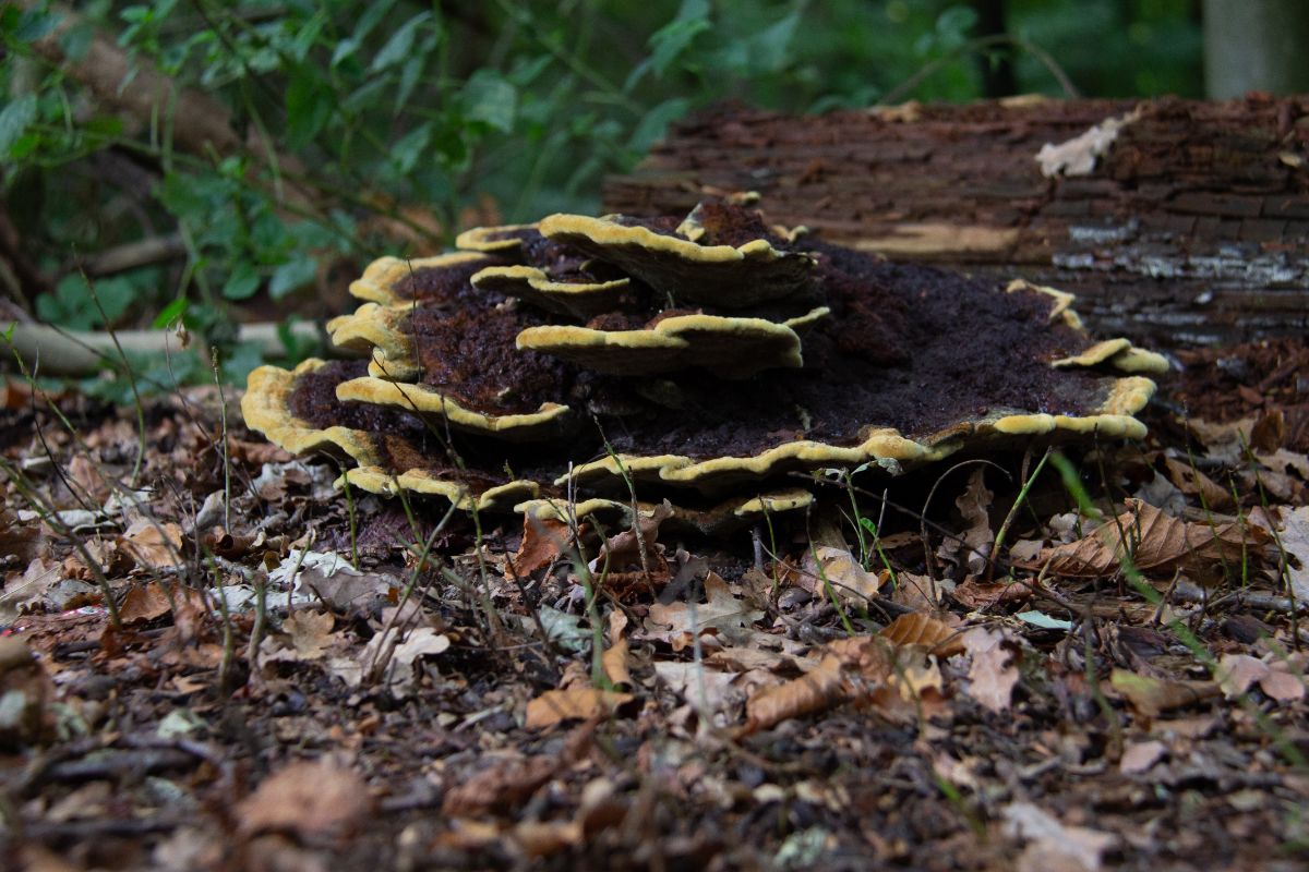 dyers polypore fungus