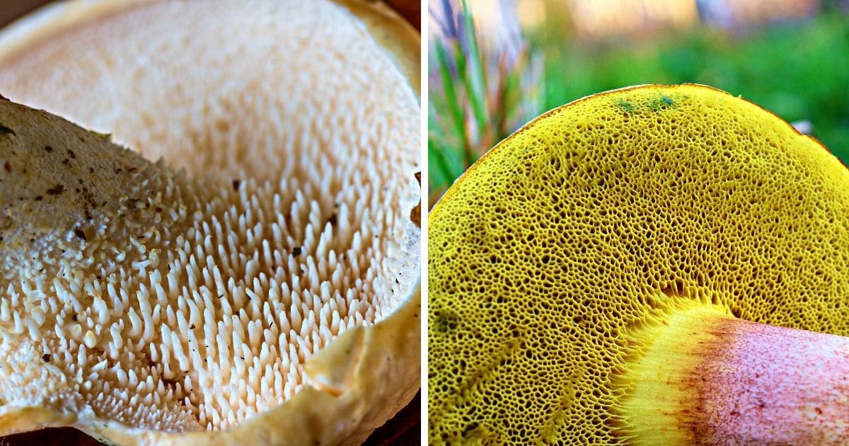 Teeth and pores on mushrooms