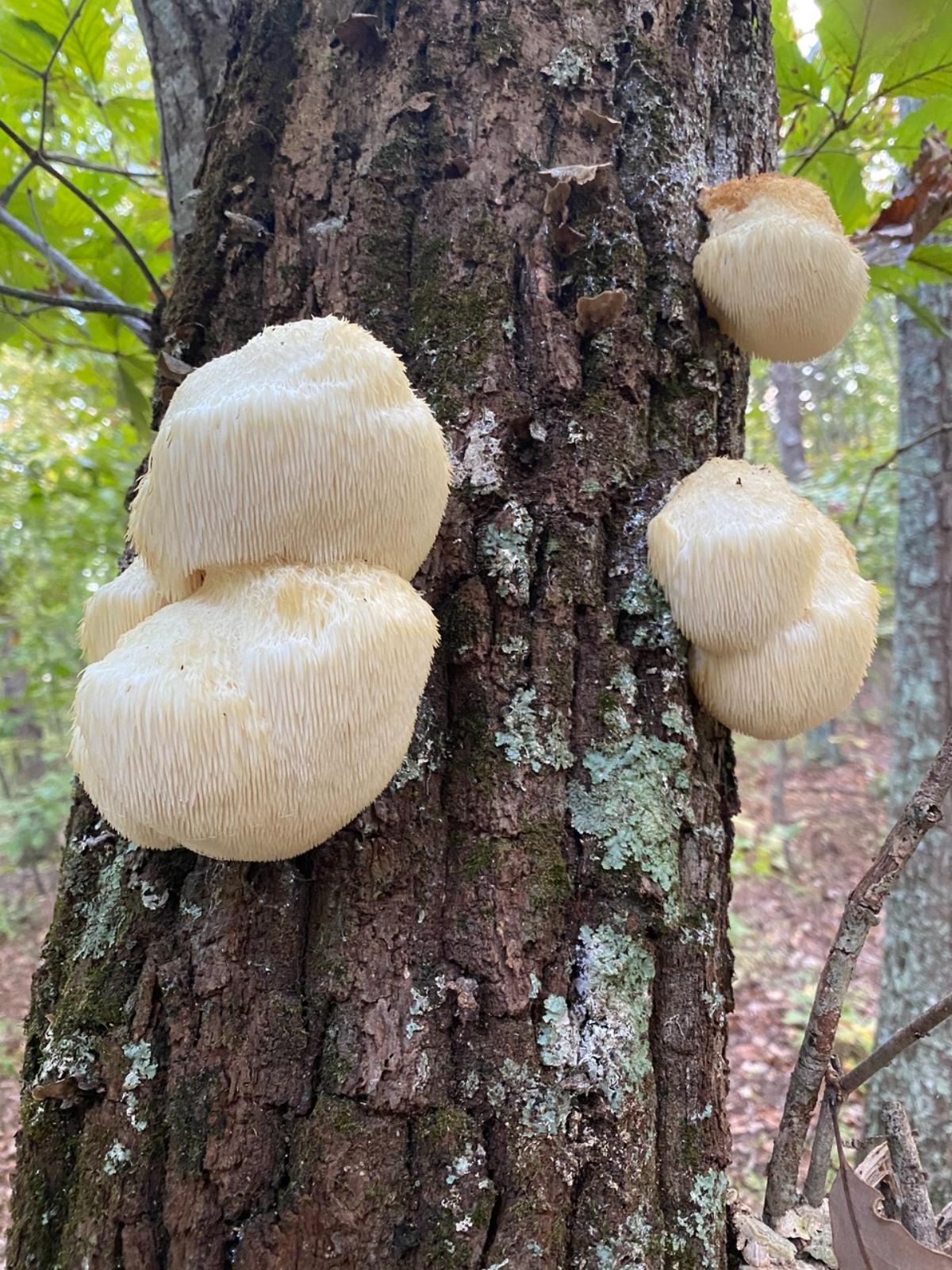 Lion's mane mushroom growing on a tree
