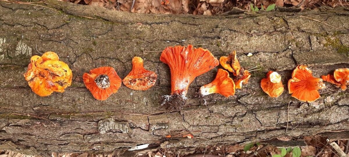 A collection of lobster mushrooms lined up on a log.