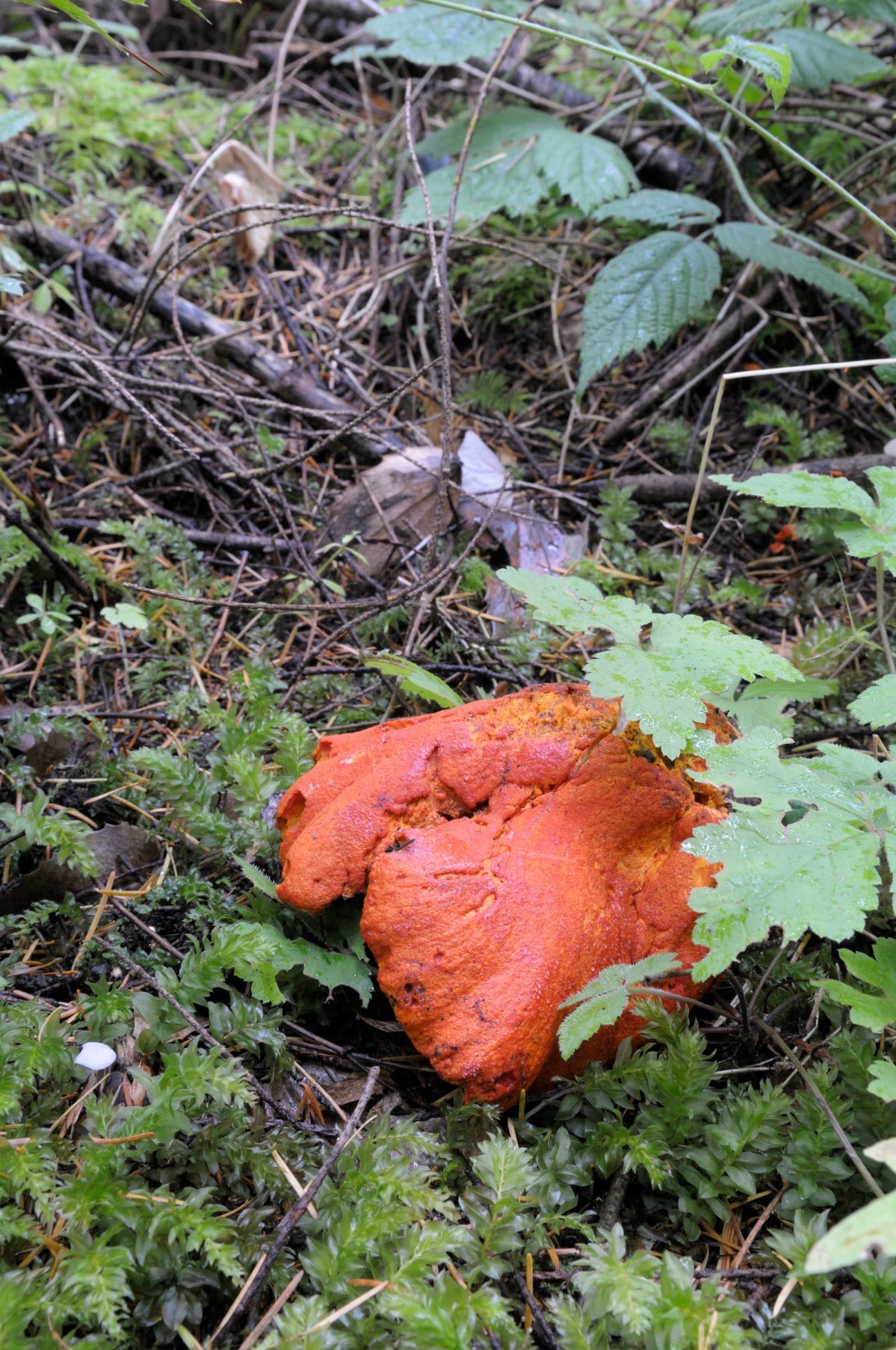 Lobster mushroom lying in forest floor