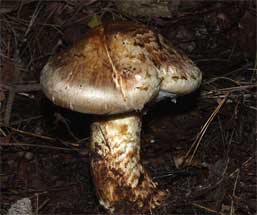 A single matsutake mushroom